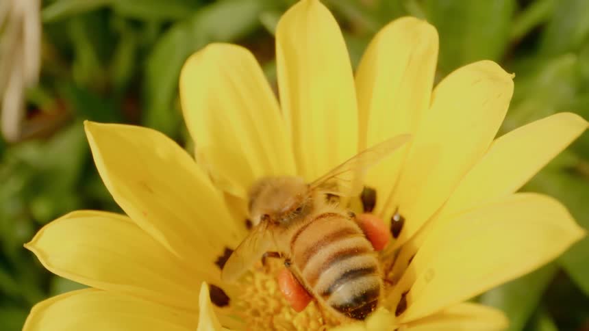 A bee gathers pollen from a yellow flower