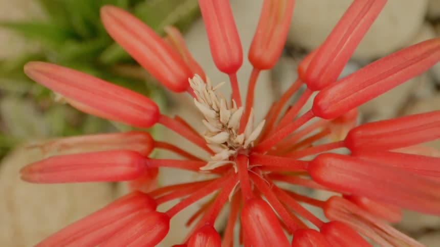 Close up of a red wild flower