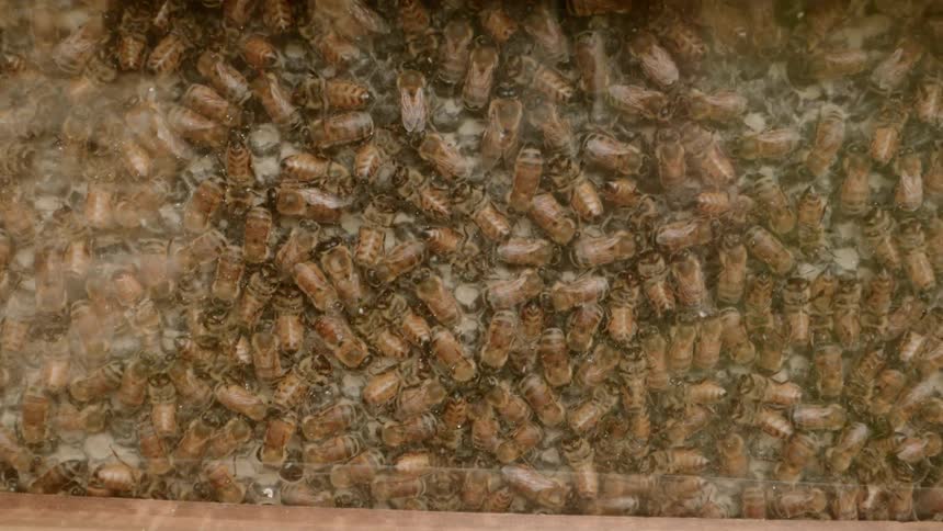 A large amount of bees inside a hive