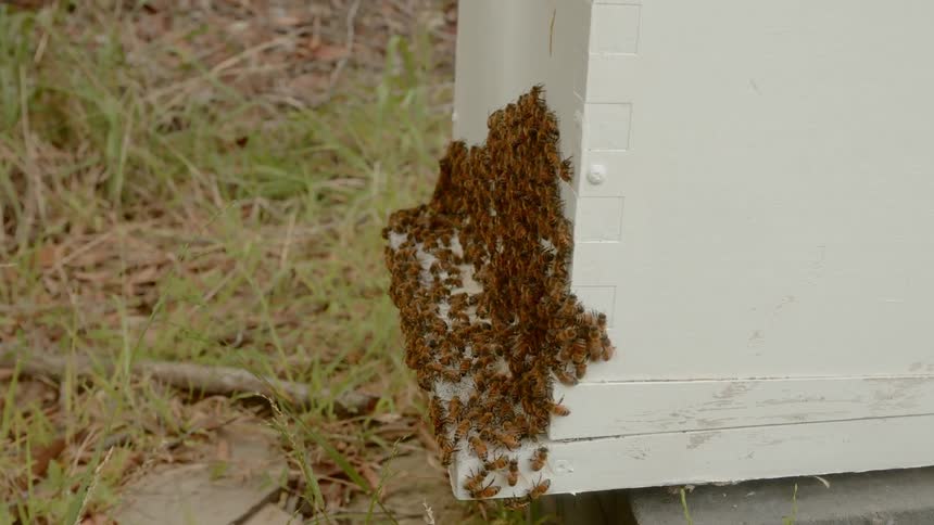Dozens of bumblebees gather at the bottom of a wood structure outdoors