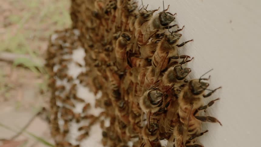 Bees cling to and walk on each other as they swarm against a white wall
