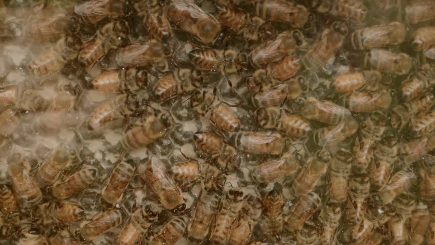 Close up of a colony of bees on a honeycomb