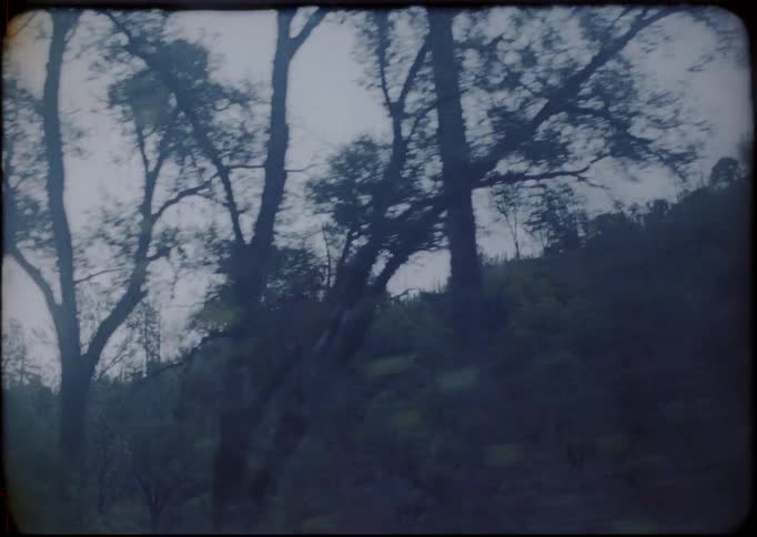 A forest with the sky in the background