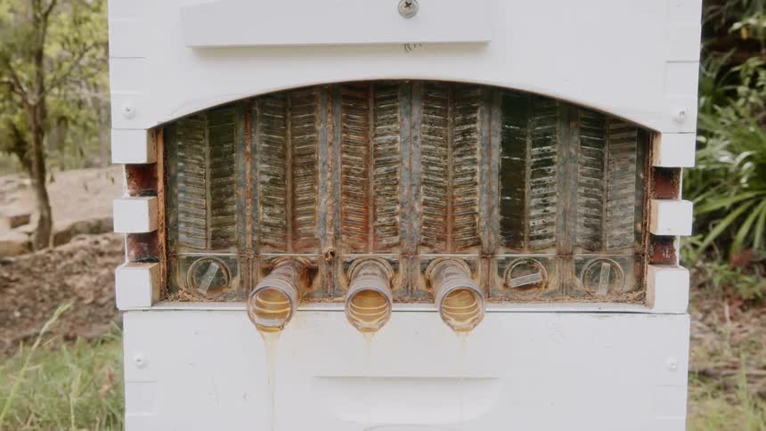 Honey drips from a bee aviary