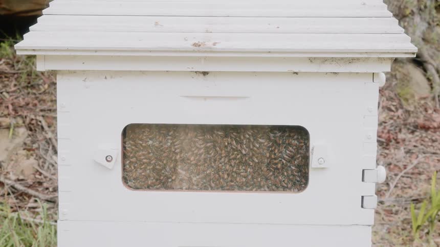 Beehive in a white wood beekeeper box