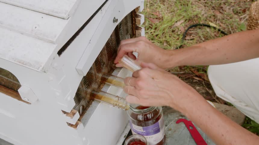 A person removes a tube from a bee hive