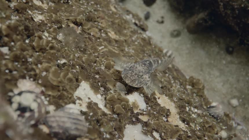 Fish camouflages itself against reef