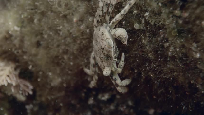 A small crab clings to a rock underwater