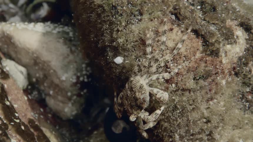 A close view of a small crab feeding in an aquarium