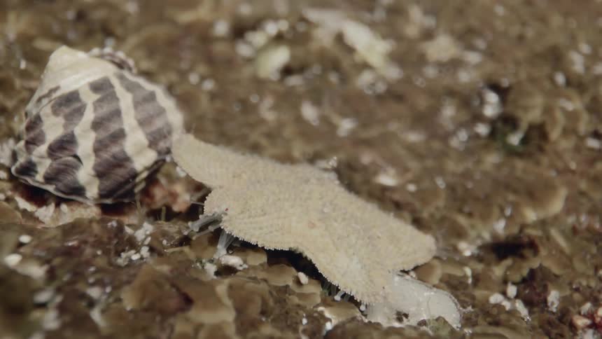 Animal moves along sea bed using tiny appendages