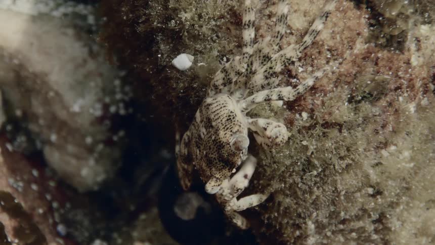 A crab is digging underwater