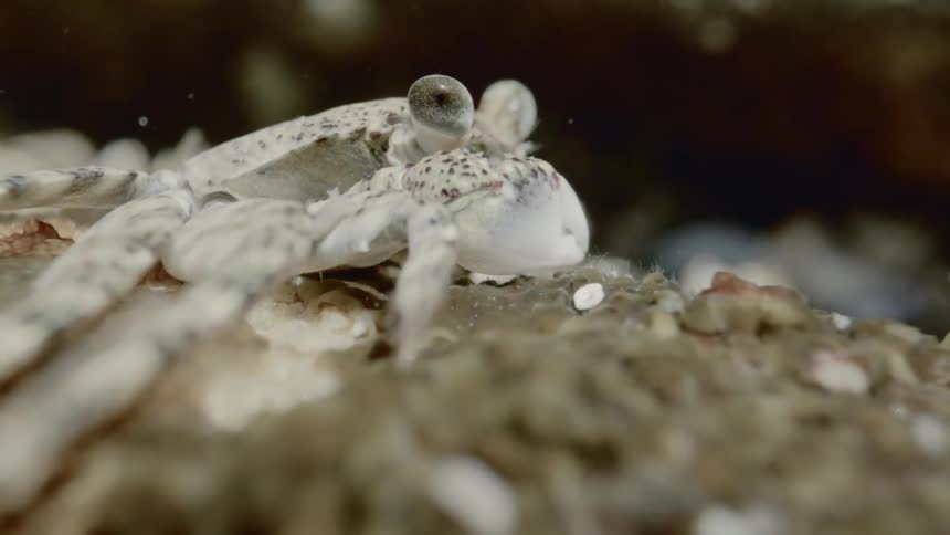 White saltwater crab with black flecks sitting in sand