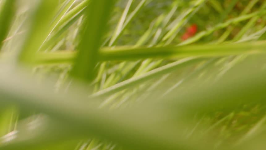 The grass is tall with heavy sunlight