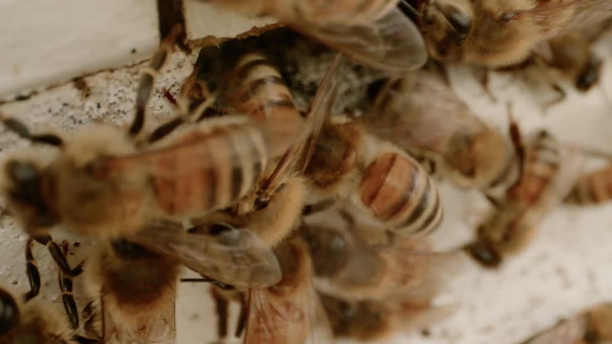 Honey bees cluster around hole in wall that leads to hive