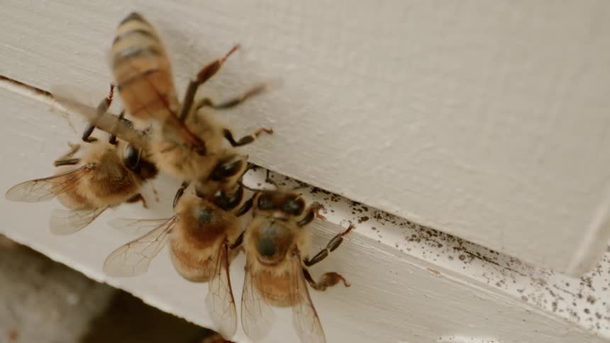 Bees walking on the surface of their bee hive