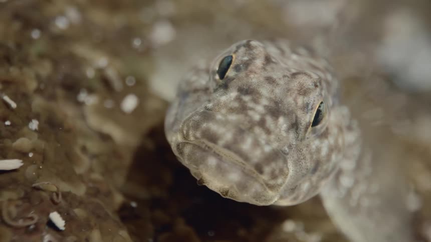 Close up of a river fish resting on river bed