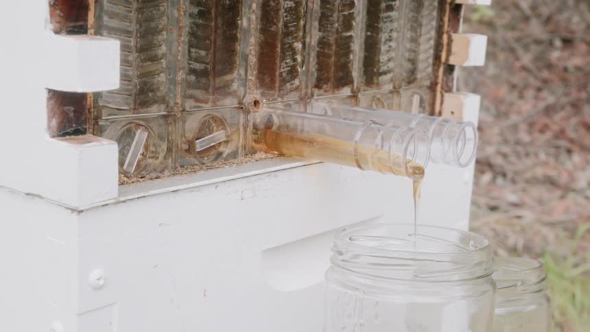 Honey drips out of a hive and in to a jar