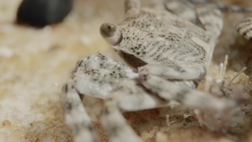 A white crab with black spots underwater