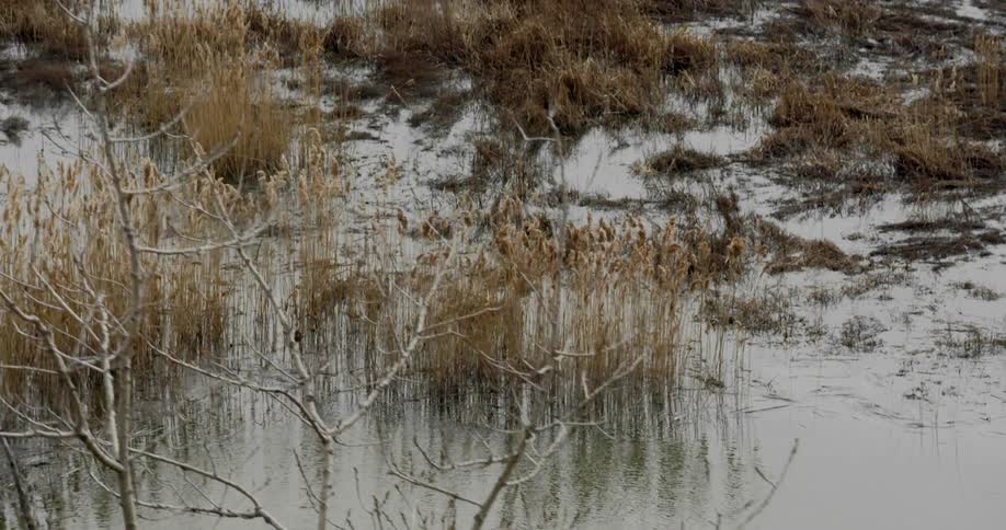 Vegetation protrudes from above the surface of the water within a patch of wetlands