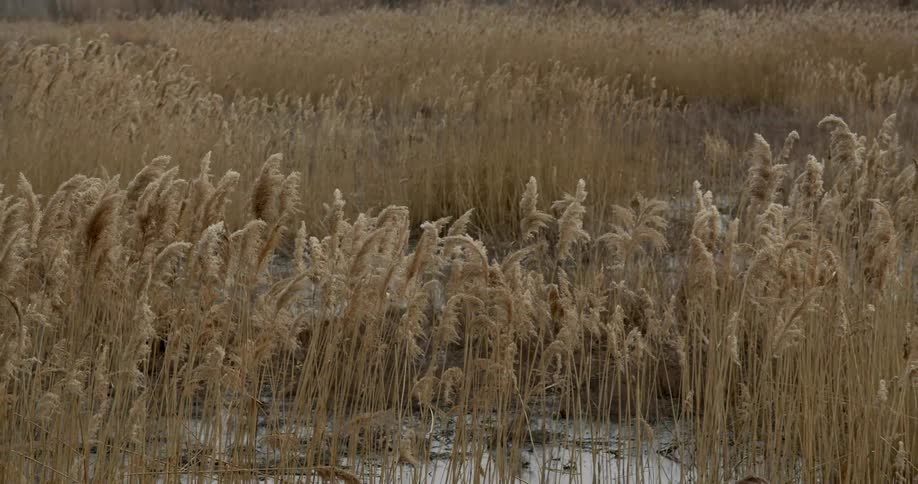 Flooded land covered in dried grass and weeds