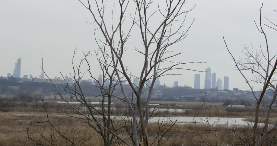 Trees with a road and the city skyline in the background