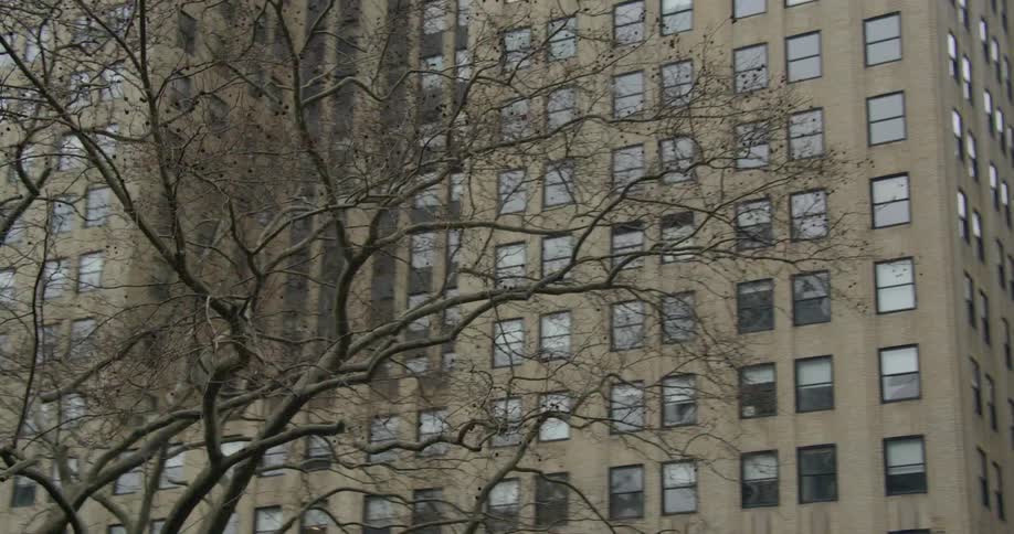 A tree without leafs on it is in front of a tall building with many windows