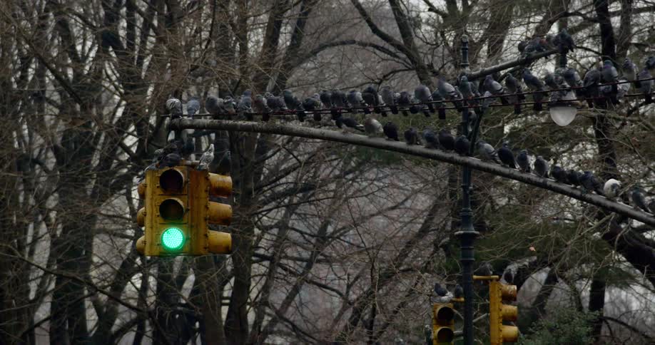 Birds sit on a streetlight post