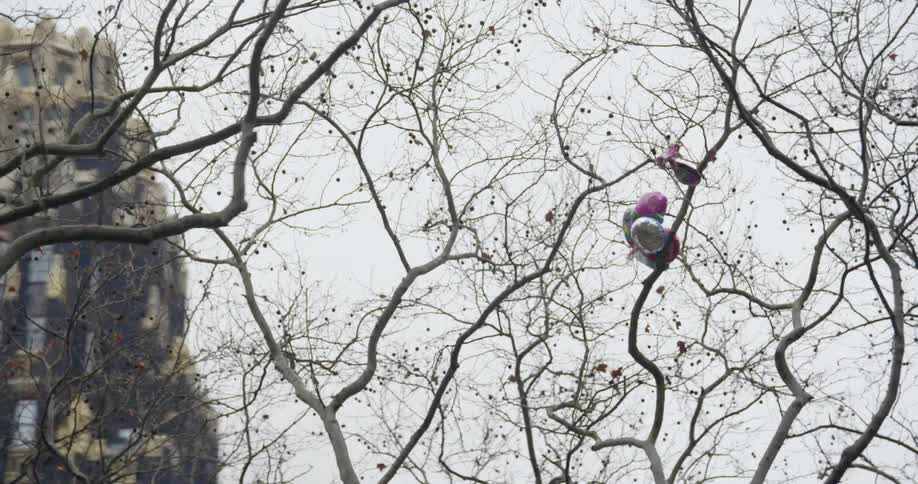 A bunch of mylar balloons are tangled and stuck on a bare tree branch