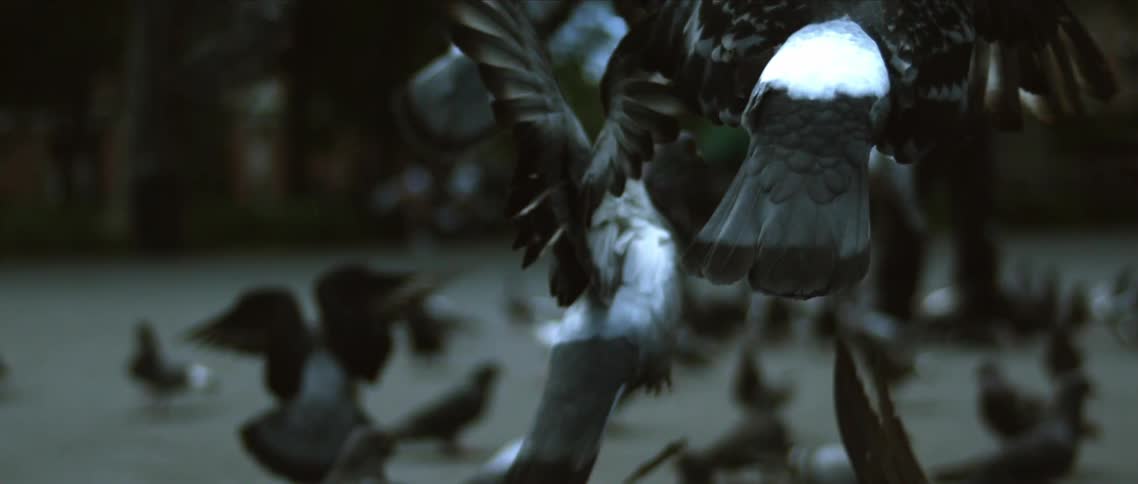 Pigeons flap their wings and appear to hang in the air above others on the ground