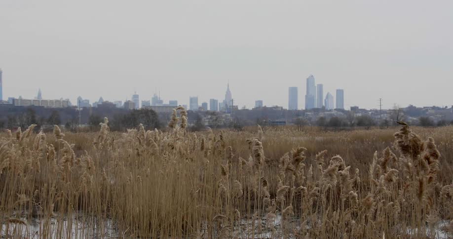 A grassy field with a city skyline in the background