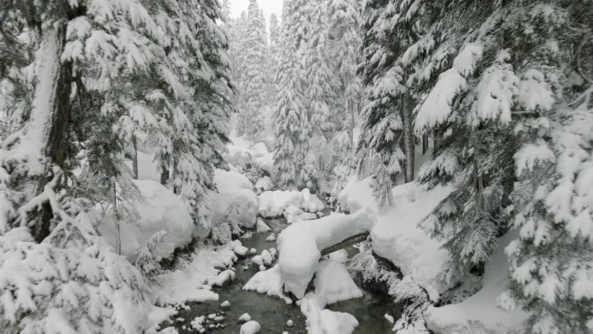 Snow falling in a forest already covered in snow