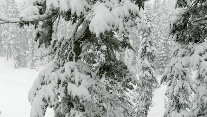 Snow falls in a forest covered in snow