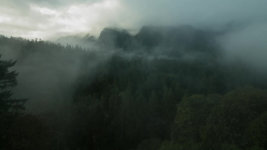 A foggy forest on a cloudy day