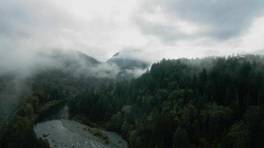 Fog covers the tops of trees in a mountain side forest