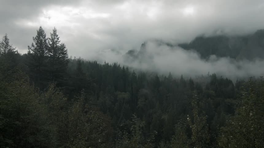 Clouds hover over trees in a forest