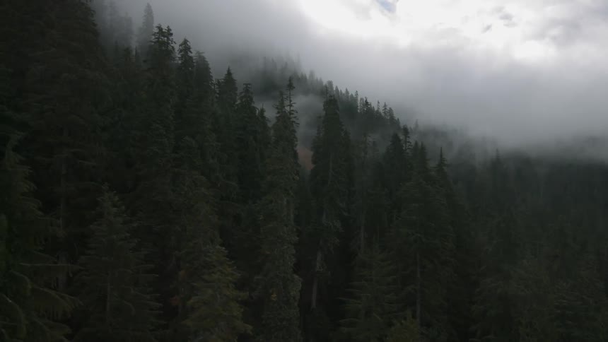 Fog covers the tops of trees in a mountain side forest