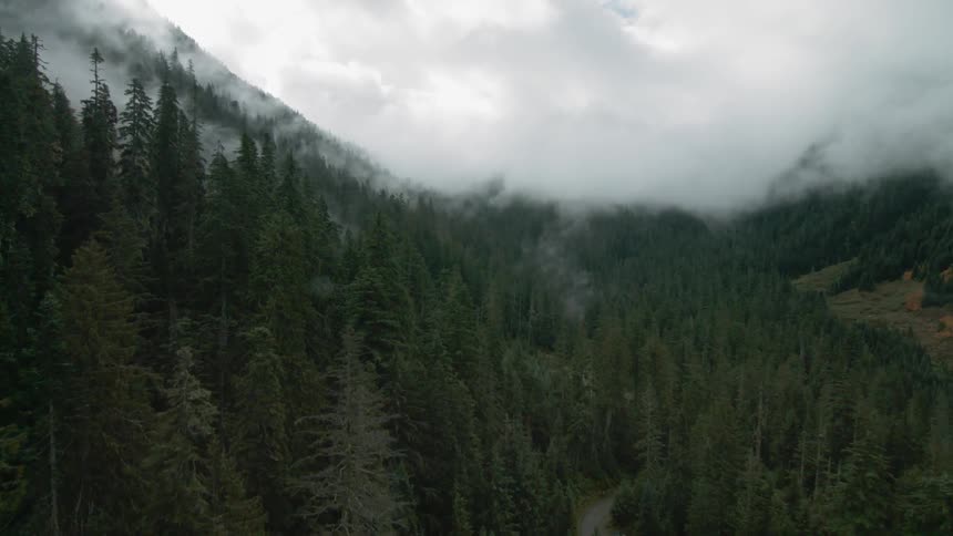 Clouds hover over trees in the mountains
