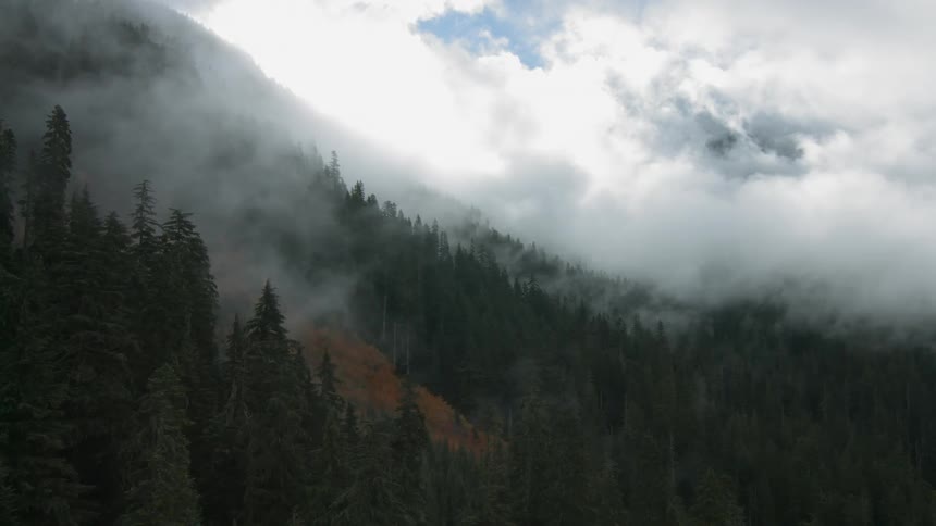 Fog covers the tops of trees in a mountain side forest