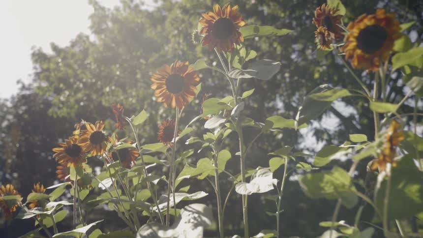 Sunlight shines down on flowers on a summer day