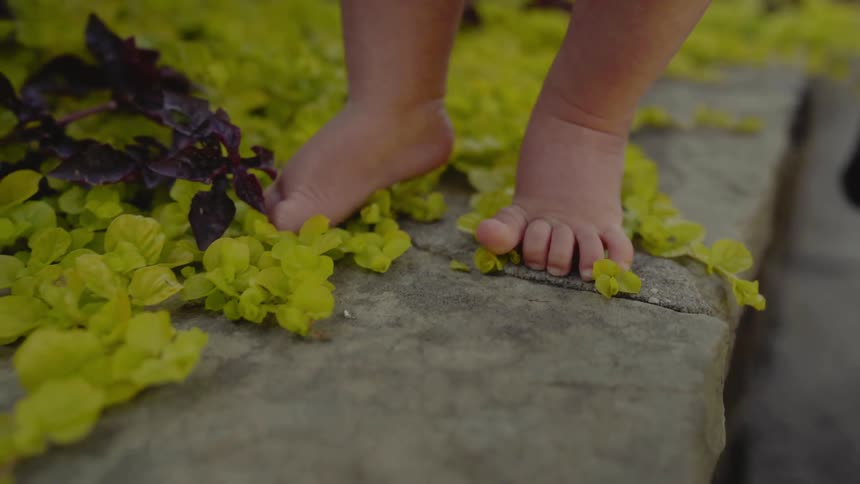 A babys feet touch plants