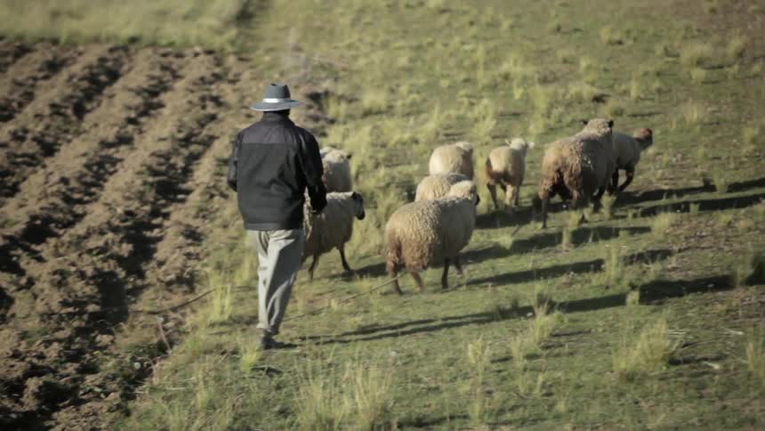 A farmer herds sheep