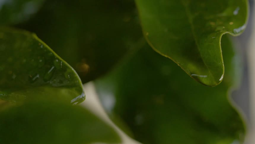 It rains on the green tree leaves in the forest