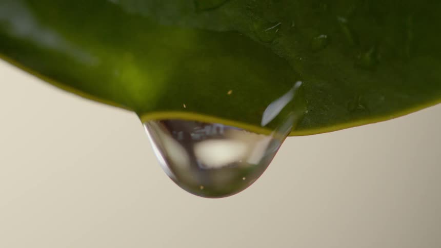 A water droplet falls off a leaf