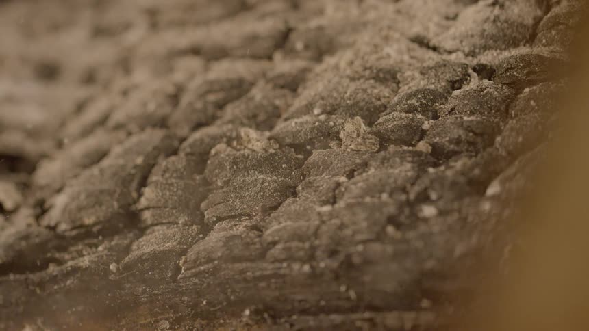 Close up of tree bark showered in ashes
