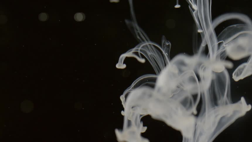 White liquid falls is swirls as its suspended in water
