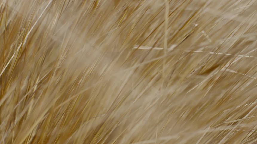 The grass is blowing in the wind