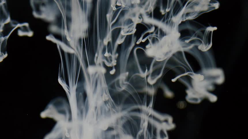 Abstract footage of a white substance in liquid