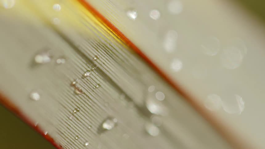 Droplets of water on a leaf