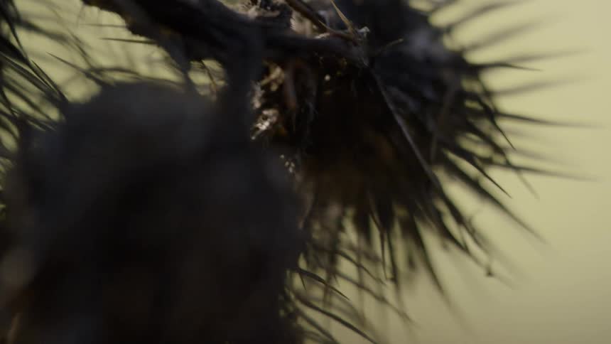 Close up of a plant with spikes
