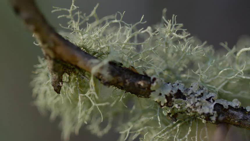 Small white branches on a brown limb